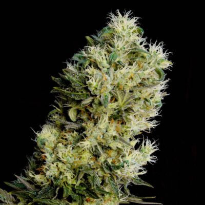 AMNESIA-BILBO-AUTO-GENEHTIK-400x400-1.jpg Amnesia bilbo auto Genehtik seeds haziak