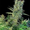 Amnesia-Bilbo-Genehtik-1.jpg Amnesia bilbo genehtik seeds haziak
