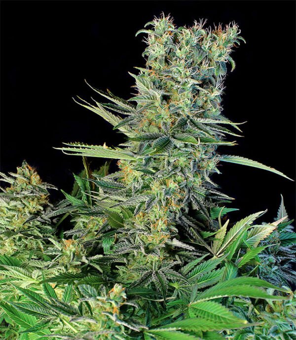 Amnesia-Bilbo-Genehtik-1.jpg Amnesia bilbo genehtik seeds haziak
