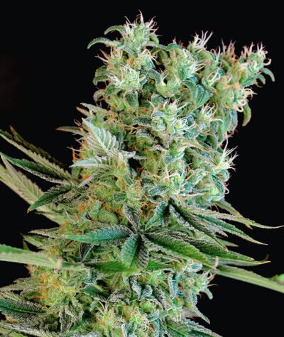Amnesia-Bilbo-Genehtik-400x475-1.jpg Amnesia bilbo genehtik seeds haziak