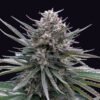 Blubonik AUTO
