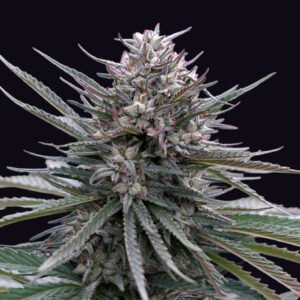 Blubonik AUTO