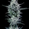 Blubonik  genehtik seeds haziak