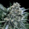 Blubonik  genehtik seeds haziak