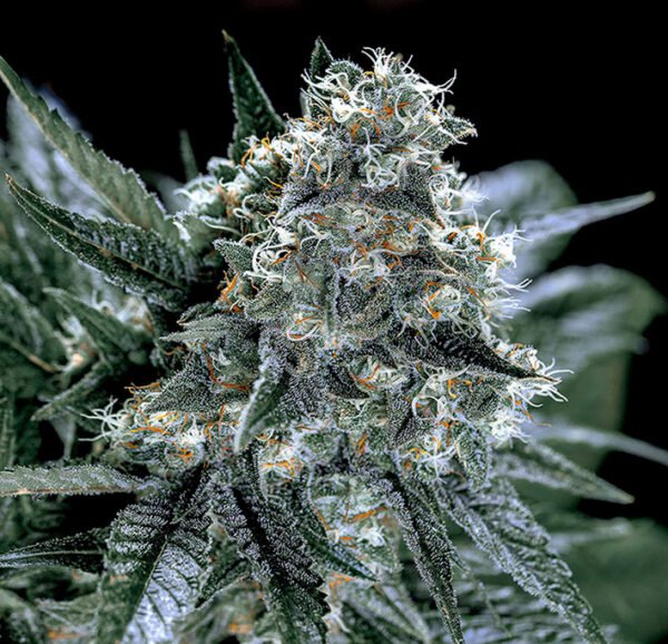Blubonik  genehtik seeds haziak