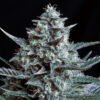 Blubonik  genehtik seeds haziak