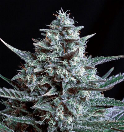 Blubonik  genehtik seeds haziak