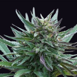 Girl Scout Cookies