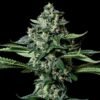 Gorila-Bilbo-Genehtik-2.jpg GORILA BILBO Genehtik seeds haziak