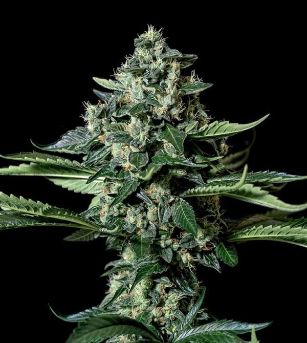 Gorila-Bilbo-Genehtik-2.jpg GORILA BILBO Genehtik seeds haziak