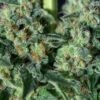Gorila-Bilbo-Genehtik-3.jpg GORILA BILBO Genehtik seeds haziak
