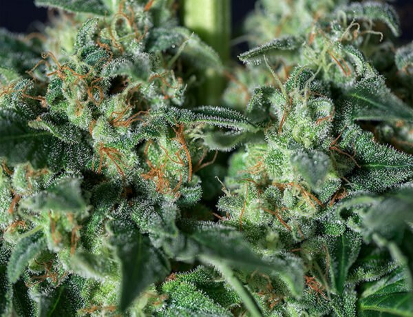 Gorila-Bilbo-Genehtik-3.jpg GORILA BILBO Genehtik seeds haziak