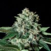 Gorila-Bilbo-Genehtik-400x400-1.jpg GORILA BILBO Genehtik seeds haziak