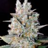 Kritikal bilbo Genehtik seeds haziak