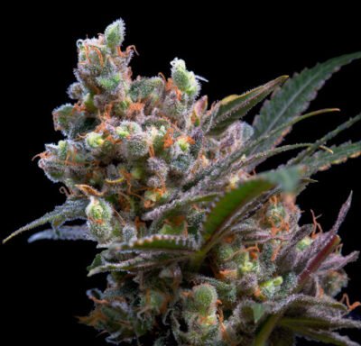 Kritikal bilbo Genehtik seeds haziak