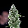 Kritikal bilbo x ak-47  Genehtik seeds haziak