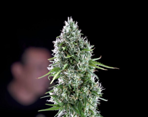 Kritikal bilbo x ak-47  Genehtik seeds haziak