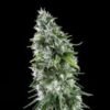 Kritikal bilbo x ak-47  Genehtik seeds haziak