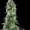 Kritikal bilbo x ak-47  Genehtik seeds haziak