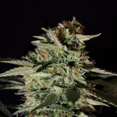 MEDIZINAL CBD Genehtik seeds haziak