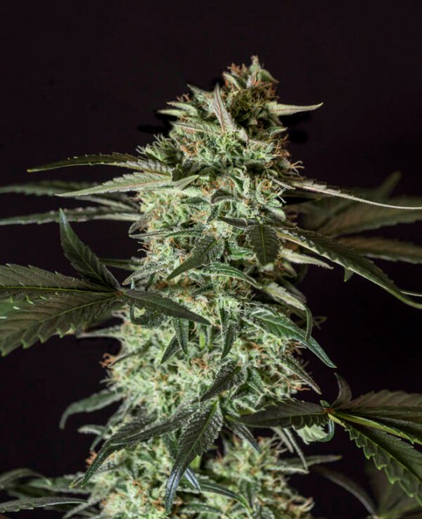 MEDIZINAL CBD Genehtik seeds haziak
