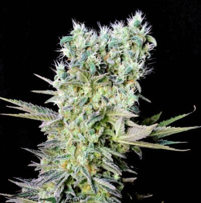 NORTHERN LIGHTS X  Genehtik seeds haziak