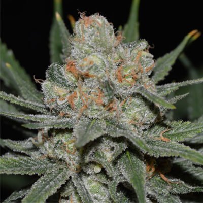 Nevil bilbo auto Genehtik seeds haziak