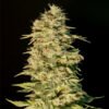 Og Lemon bilbo Genehtik seeds haziak