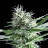 Og Lemon bilbo Genehtik seeds haziak