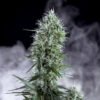 Og Lemon bilbo Genehtik seeds haziak