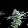Og Lemon bilbo Genehtik seeds haziak