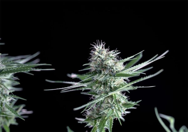 Og Lemon bilbo Genehtik seeds haziak