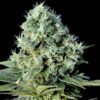 Santa bilbo 100% genehtik seeds haziak