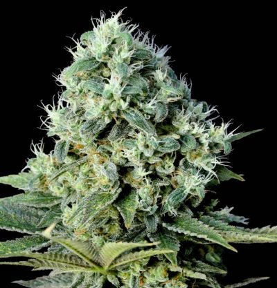 Santa bilbo 100% genehtik seeds haziak