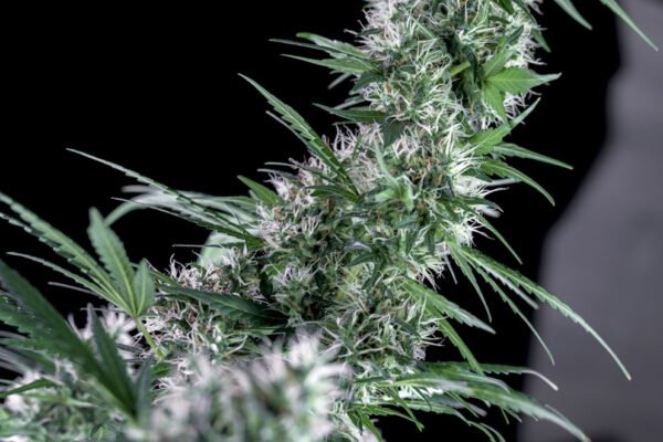 Santa bilbo 100% genehtik seeds haziak