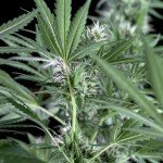 Santa bilbo 100% genehtik seeds haziak