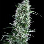 Santa bilbo 100% genehtik seeds haziak
