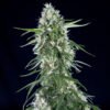 Super-Silver-Bilbo-1.jpg Super silver bilbo Genehtik seeds haziak