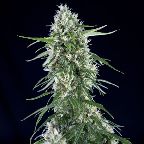 Super-Silver-Bilbo-1.jpg Super silver bilbo Genehtik seeds haziak