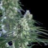 Super-Silver-Bilbo-2.jpg Super silver bilbo Genehtik seeds haziak