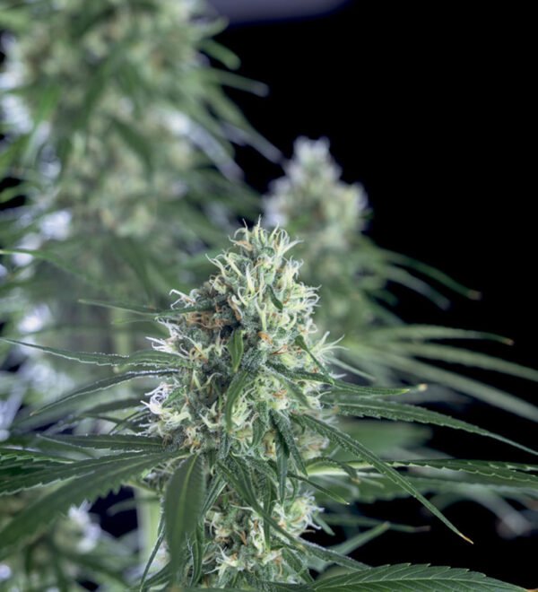 Super-Silver-Bilbo-2.jpg Super silver bilbo Genehtik seeds haziak
