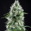 Super-Silver-Bilbo-400x439-2.jpg Super silver bilbo Genehtik seeds haziak