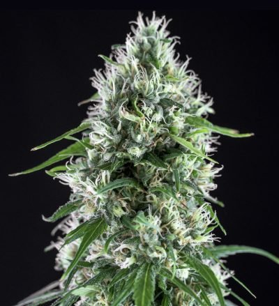 Super-Silver-Bilbo-400x439-2.jpg Super silver bilbo Genehtik seeds haziak