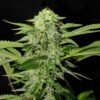 Txees bilbo  Genehtik seeds haziak