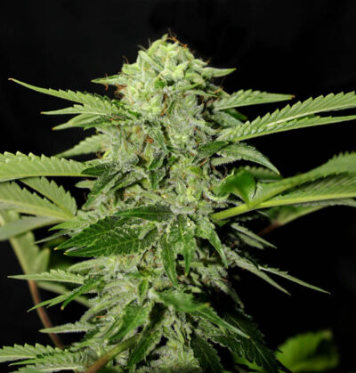 Txees bilbo  Genehtik seeds haziak