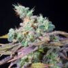 TXOMANGO-GENEHTIK.jpg Txomango Genehtik seeds haziak