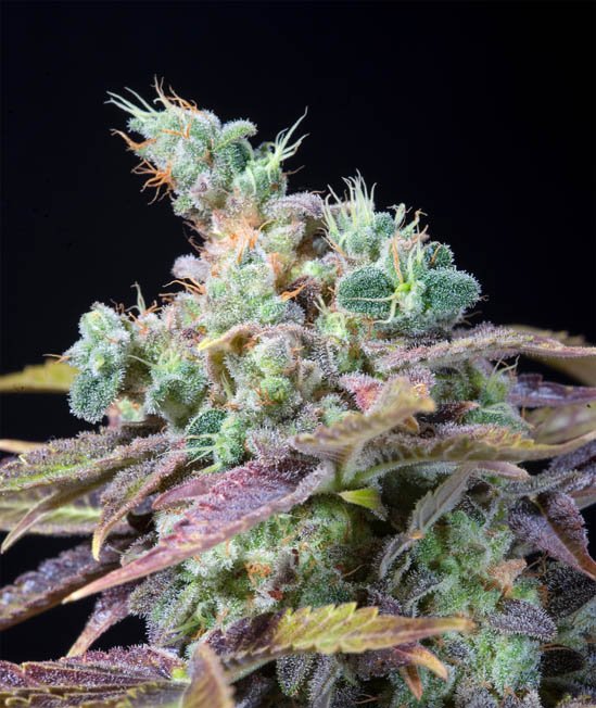 TXOMANGO-GENEHTIK.jpg Txomango Genehtik seeds haziak
