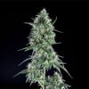 Txees bilbo  Genehtik seeds haziak