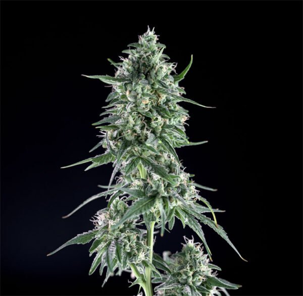 Txees bilbo  Genehtik seeds haziak