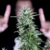 Txees bilbo  Genehtik seeds haziak